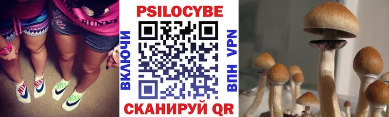 купить  цена  Шилка  Псилоцибиновые грибы ЛСД 
